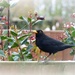 Blackbird  by beryl
