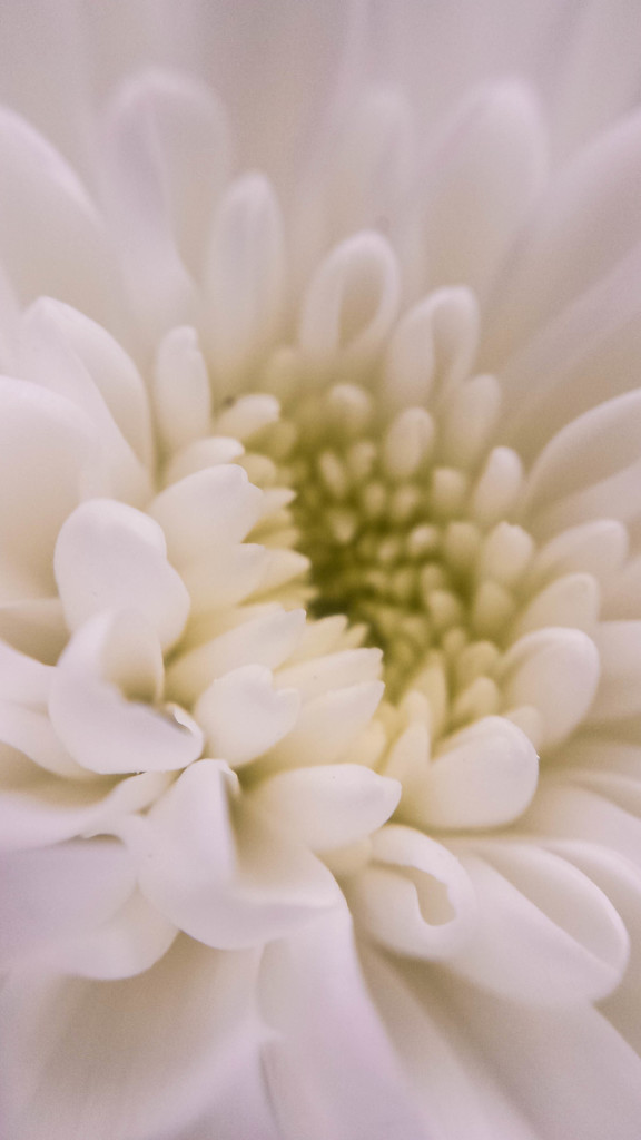 White chrysanthemum by m2016