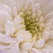 White chrysanthemum by m2016