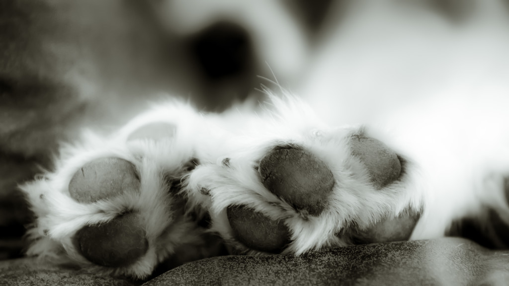 dog's paws by northy