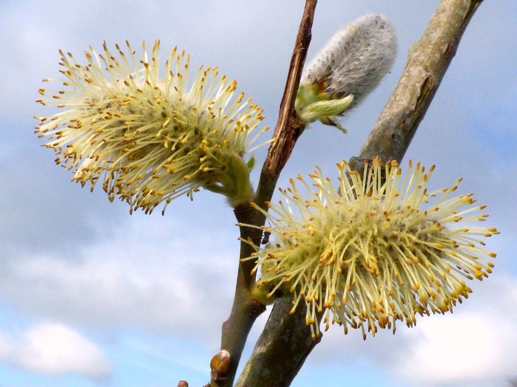 Pussy willow by julienne1