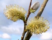 9th Apr 2016 - Pussy willow