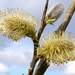 Pussy willow by julienne1