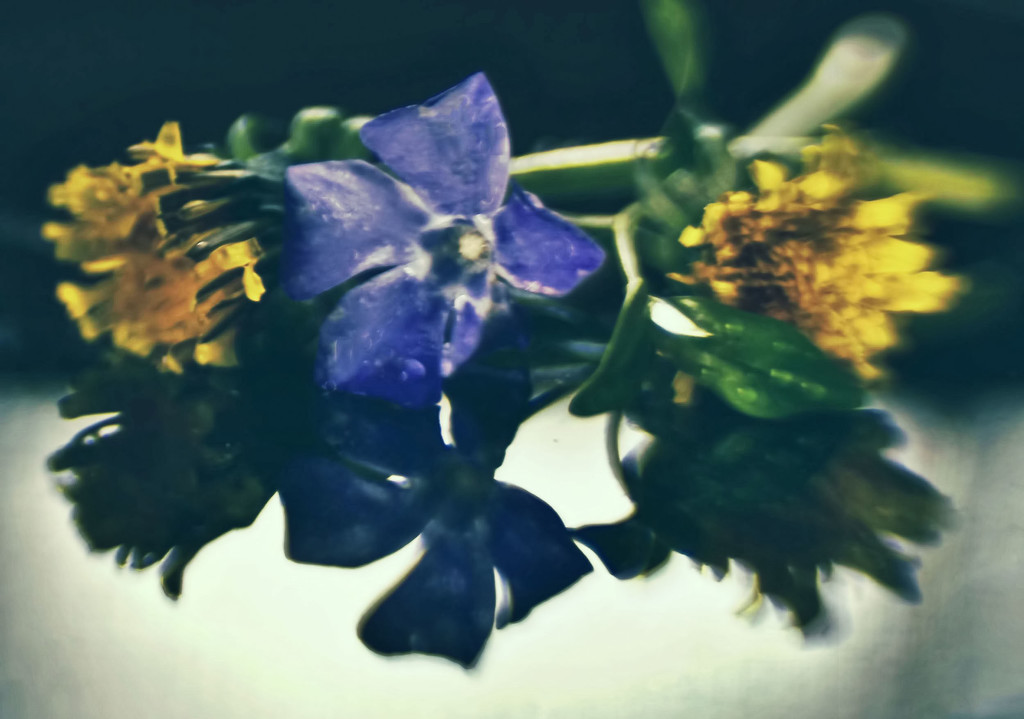 Lensbaby Wildflowers by mzzhope