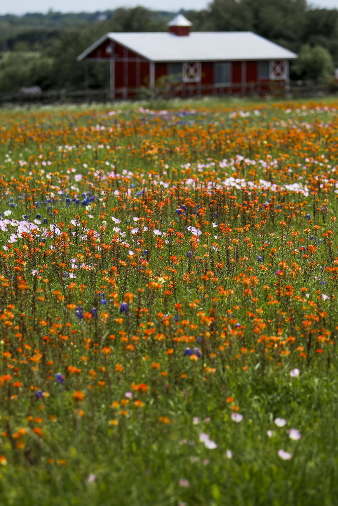 Flowers by erinhull