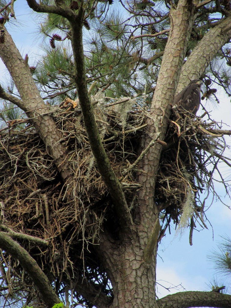 Eagle's Nest by tunia
