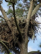 8th Apr 2016 - Eagle's Nest