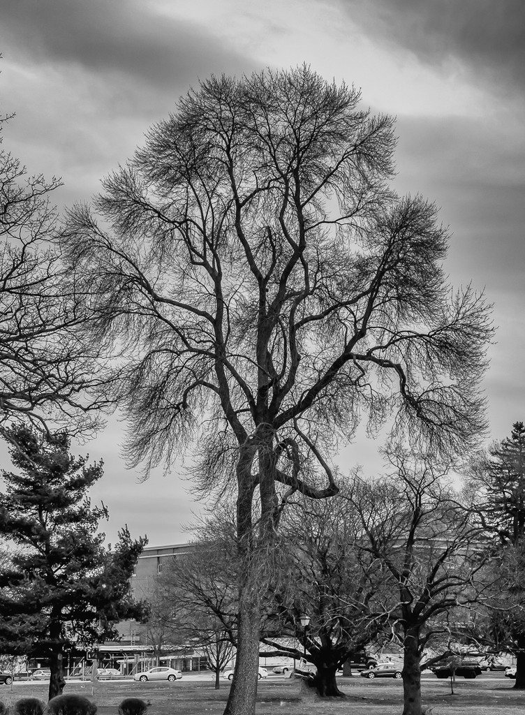 Tree Silhouette by joansmor