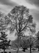 9th Apr 2016 - Tree Silhouette