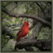 9th Apr 2016 - Charismatic Cardinal