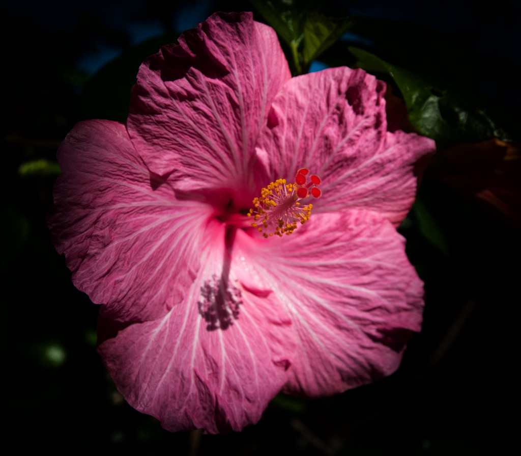 Hibiscus by brigette