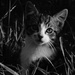 The cat in the grass by wenbow