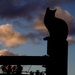 Cat on the fence by wenbow