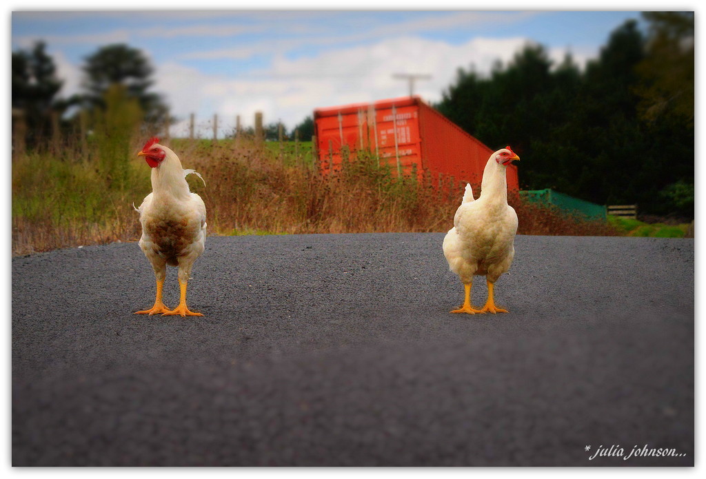 Why Did the Chicken Cross the Road.. by julzmaioro
