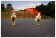 10th Apr 2016 - Why Did the Chicken Cross the Road..