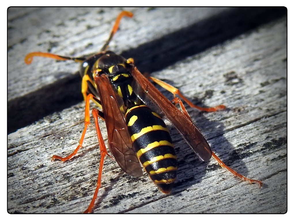 Paper wasp by yorkshirekiwi