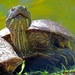 Slider Turtle by kathyo