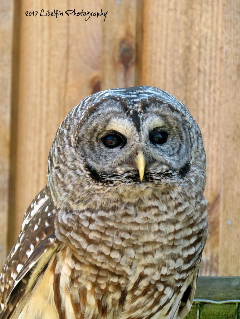 Barred Owl by kathyo