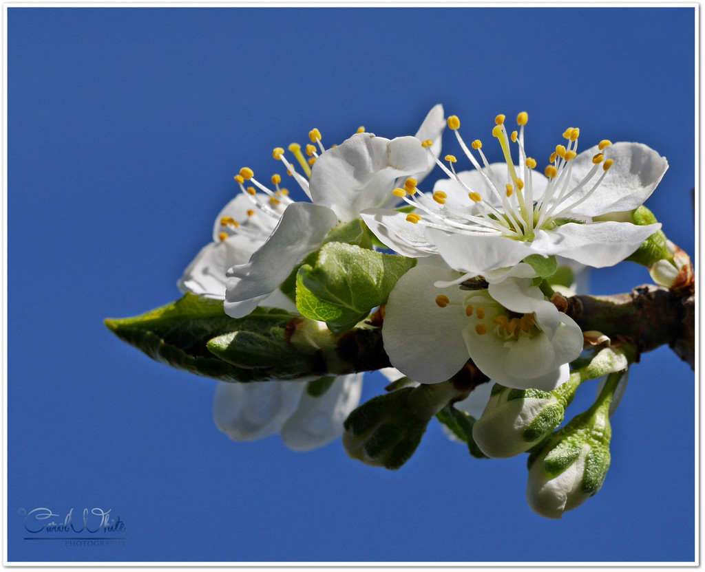 Blossom And Blue Sky by carolmw