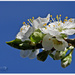 Blossom And Blue Sky by carolmw