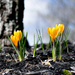 Crocus in yellow by novab