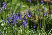 10th Apr 2016 - Bluebell time