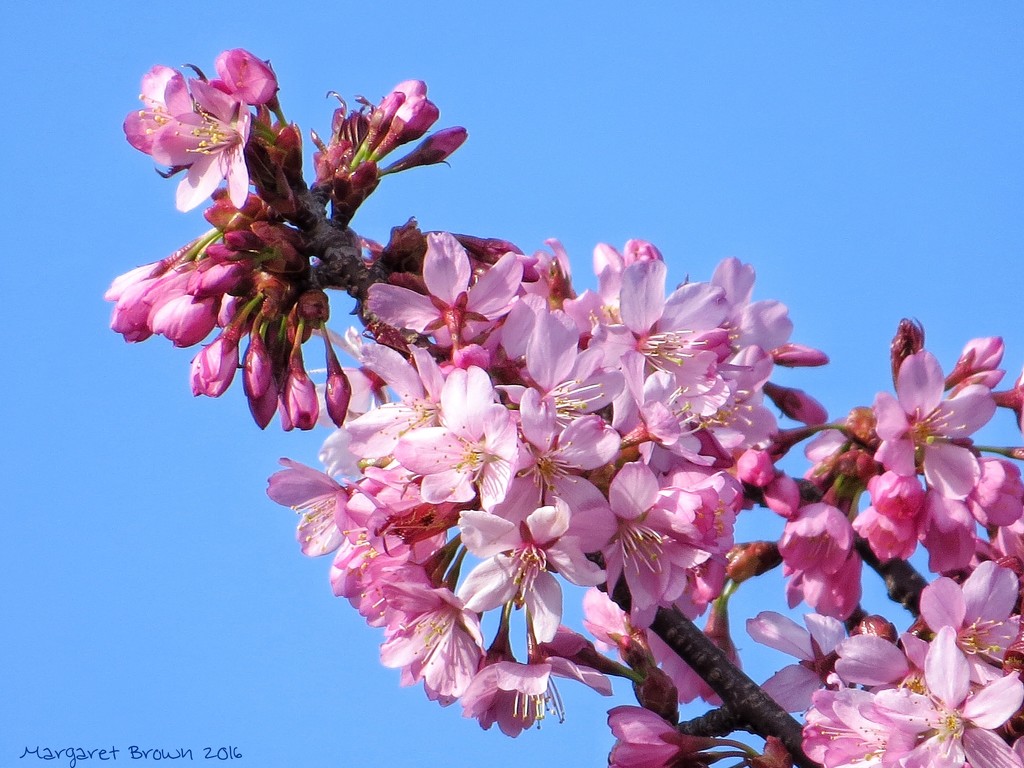 Cherry Blossom time by craftymeg