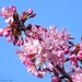 Cherry Blossom time by craftymeg