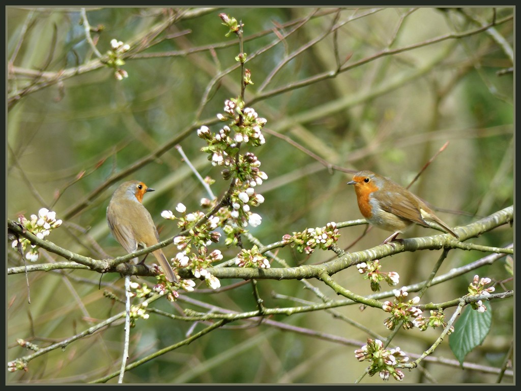 Chatting. by jokristina