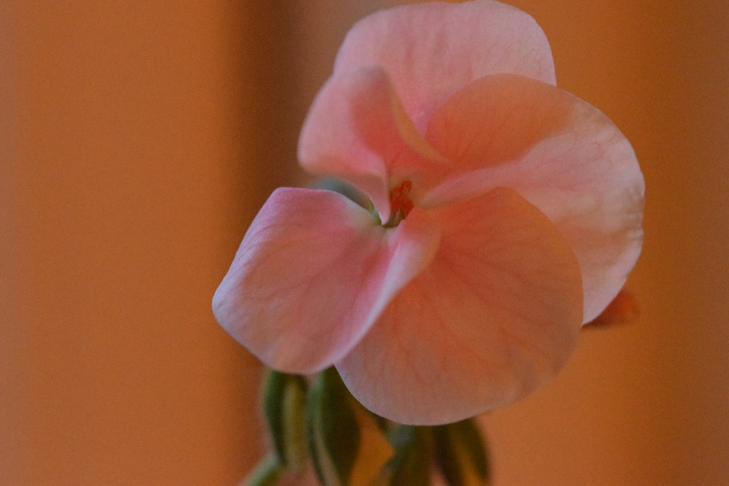 geranium flower by christophercox