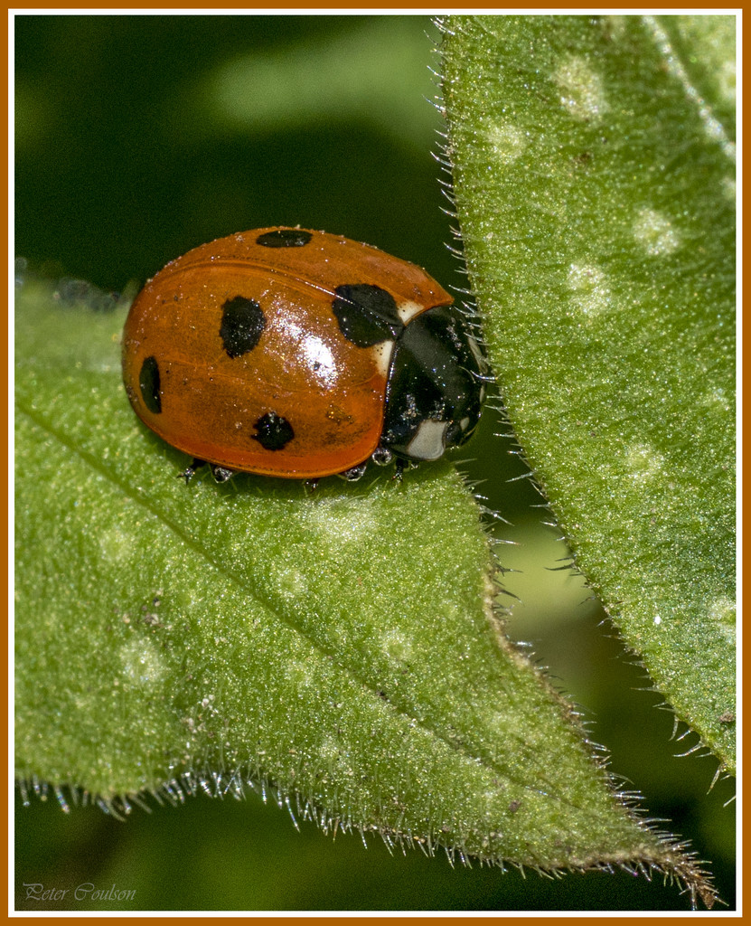 Ladybird by pcoulson