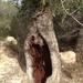 Carob Tree by kyfto