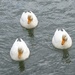  White Ducks  by susiemc