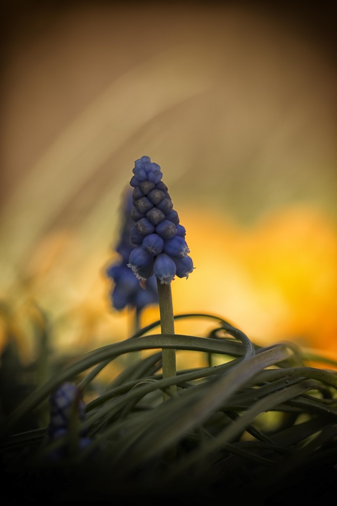 Grape Hyacinth by shepherdmanswife