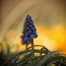 Grape Hyacinth by shepherdmanswife
