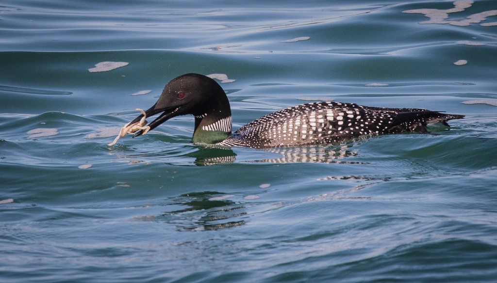Common Loon with Crab Dinner by jgpittenger