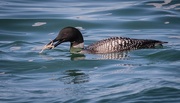 10th Apr 2016 - Common Loon with Crab Dinner