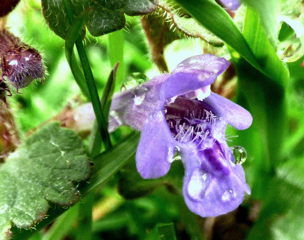 Ground Ivy (Glechoma hederacea) by julienne1