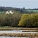 Swan in flight by rjb71