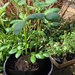 Potatoes sweet peas and a rather overgrown fushia! by denidouble