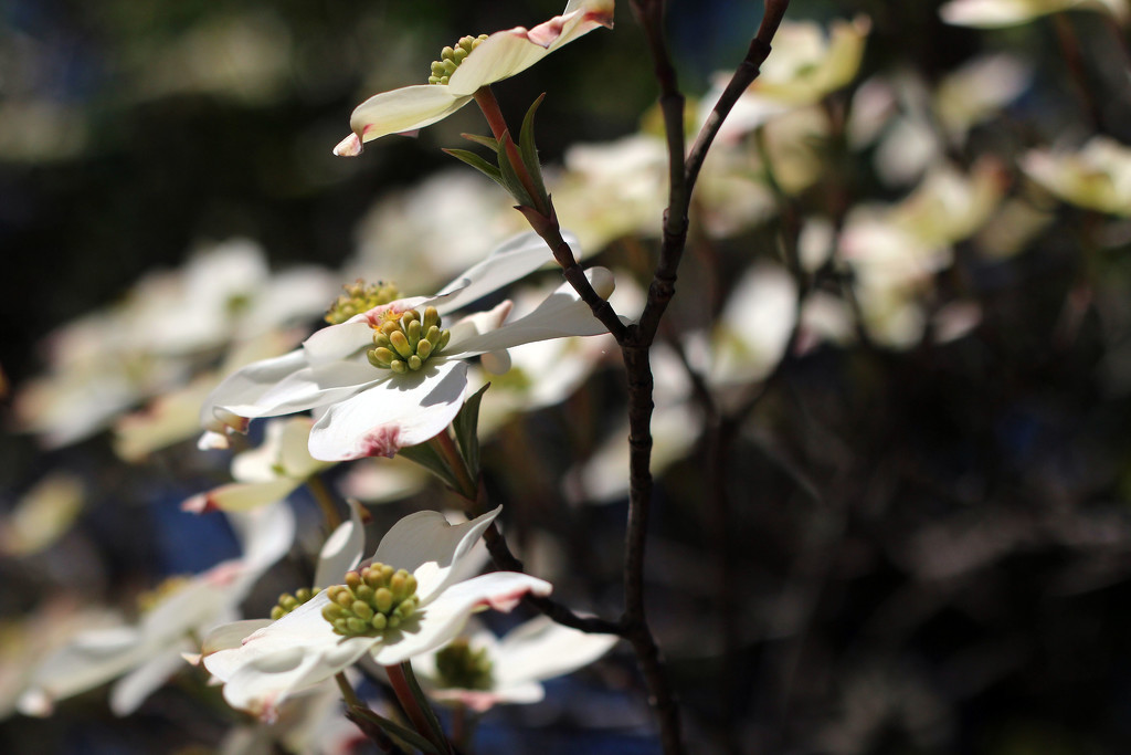 Enjoying the Neighbor's Dogwood by milaniet