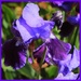 The Hidden Iris by milaniet