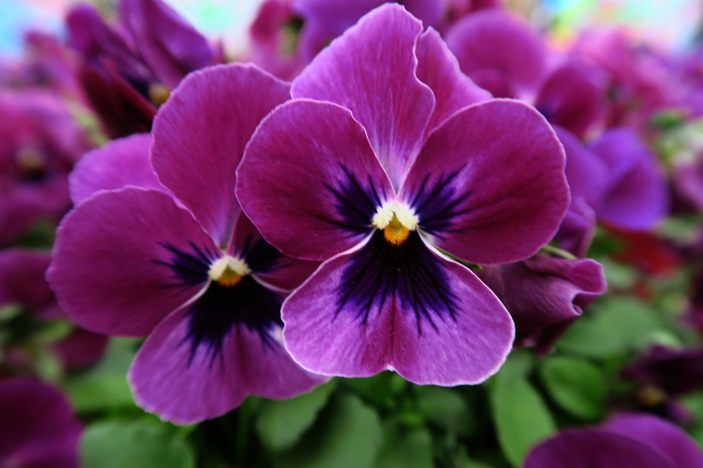 Purple Pansy. by wendyfrost