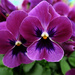 Purple Pansy. by wendyfrost