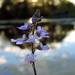 Purple flower at the lake by homeschoolmom