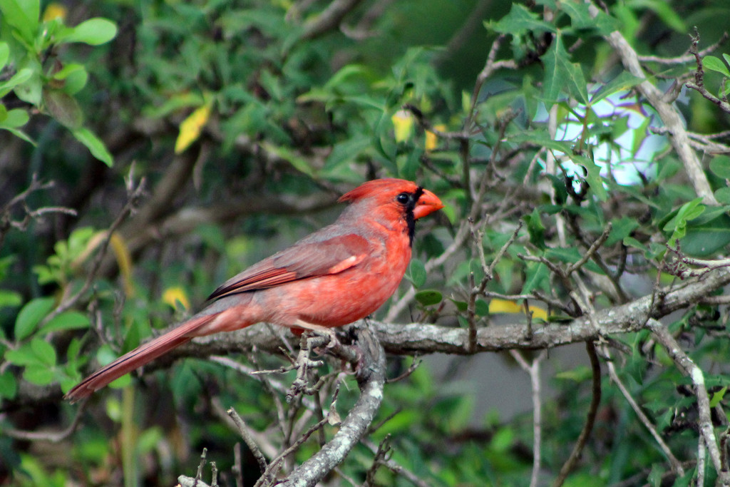 Mr. Cardinal by gaylewood