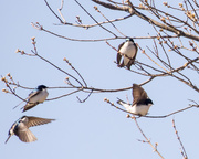 9th Apr 2016 - Swallows in Flight
