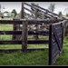 Sheep race gate by yorkshirekiwi