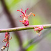 Spring Tree Bud by rminer