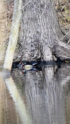 10th Apr 2016 - Wood duck in front of a tree with reflection